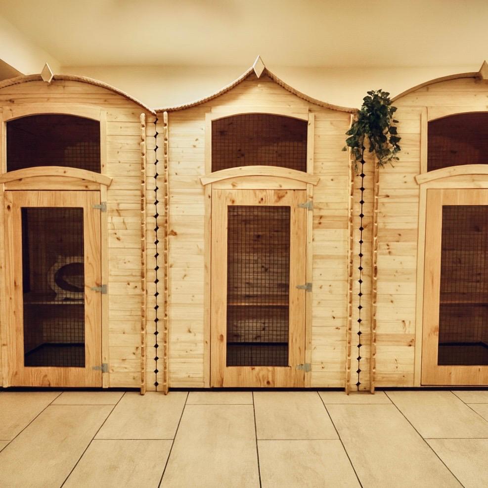 Chat détendu dans une suite du Cat Lodge Hôtel